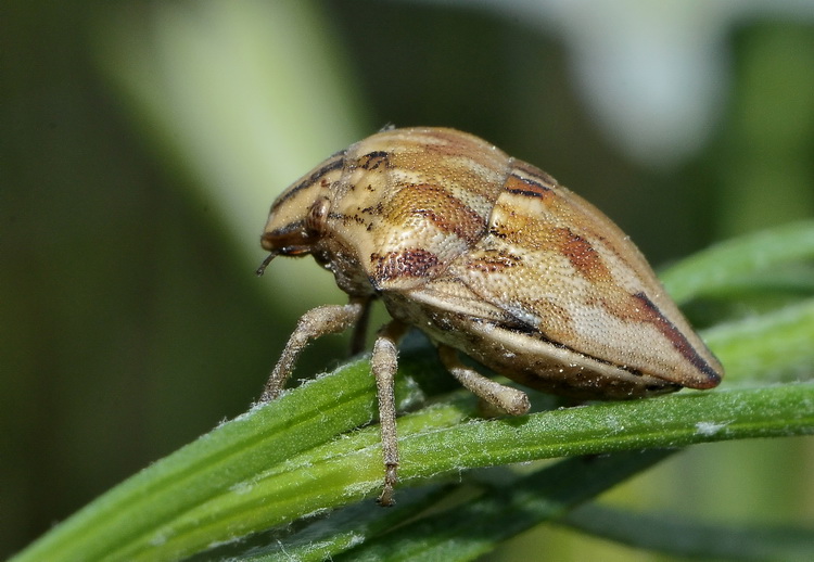 Scutelleridae: Odontotarsus  robustus della Toscana